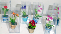 Flowering Pot Plant